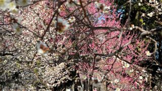 お天気が良いので小金井公園へ！