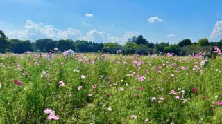 昭和記念公園でピクニック